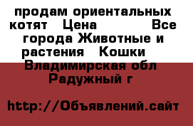 продам ориентальных котят › Цена ­ 5 000 - Все города Животные и растения » Кошки   . Владимирская обл.,Радужный г.